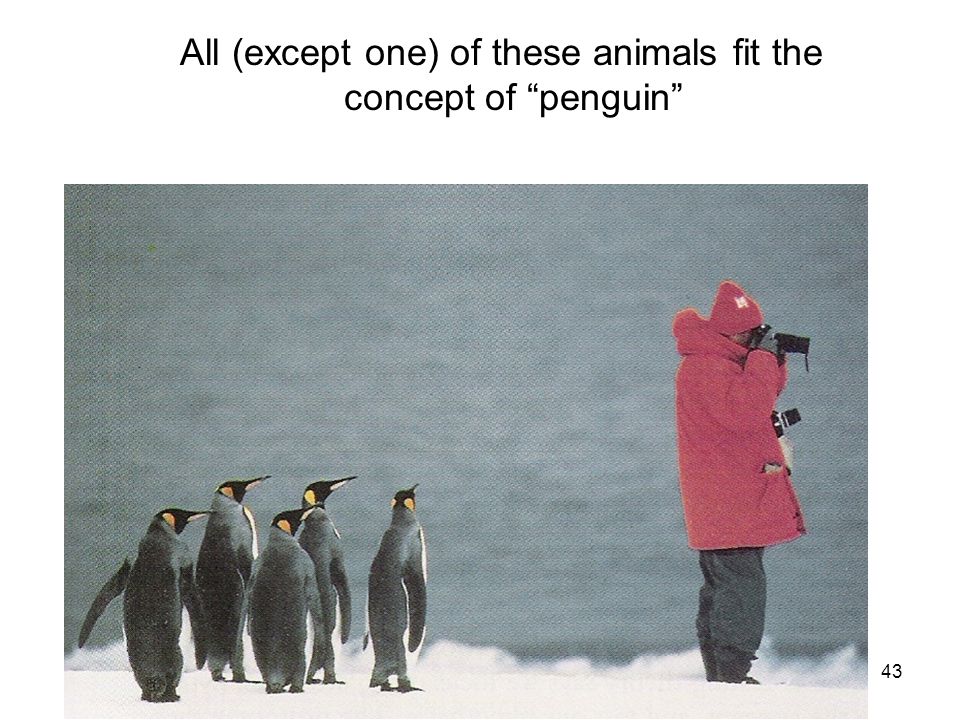 43 All (except one) of these animals fit the concept of penguin