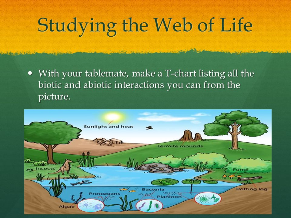 Studying the Web of Life With your tablemate, make a T-chart listing all the biotic and abiotic interactions you can from the picture.