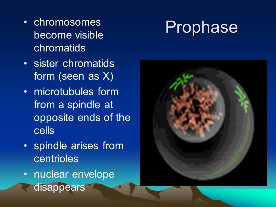 Prophase chromosomes become visible chromatids sister chromatids form (seen as X) microtubules form from a spindle at opposite ends of the cells spindle arises from centrioles nuclear envelope disappears