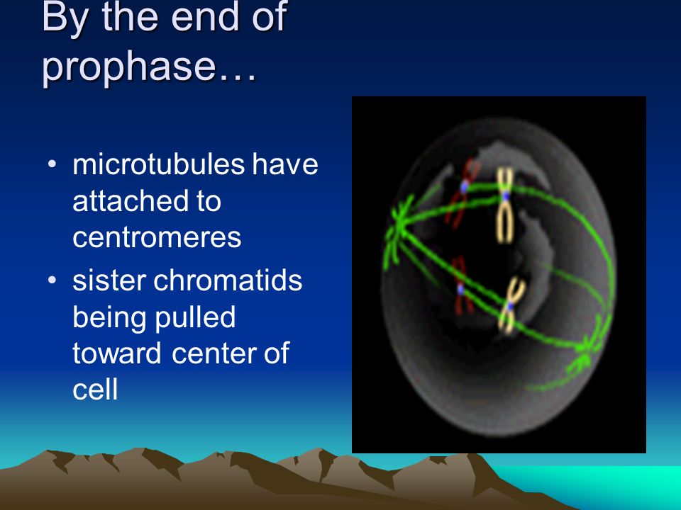 By the end of prophase… microtubules have attached to centromeres sister chromatids being pulled toward center of cell