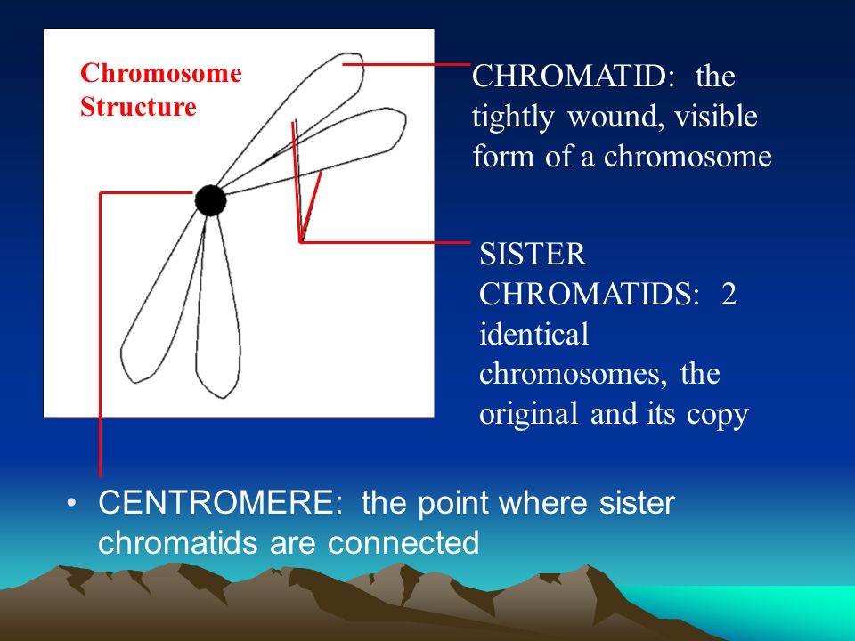 CENTROMERE: the point where sister chromatids are connected CHROMATID: the tightly wound, visible form of a chromosome SISTER CHROMATIDS: 2 identical chromosomes, the original and its copy Chromosome Structure