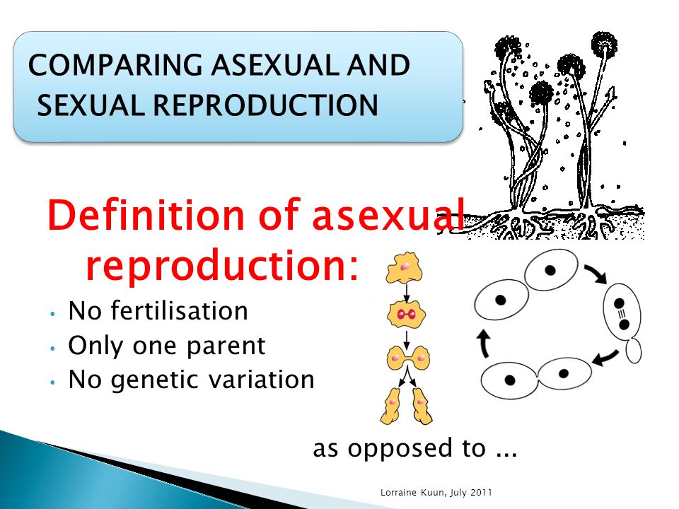 COMPARING ASEXUAL AND SEXUAL REPRODUCTION Definition of asexual reproductio...