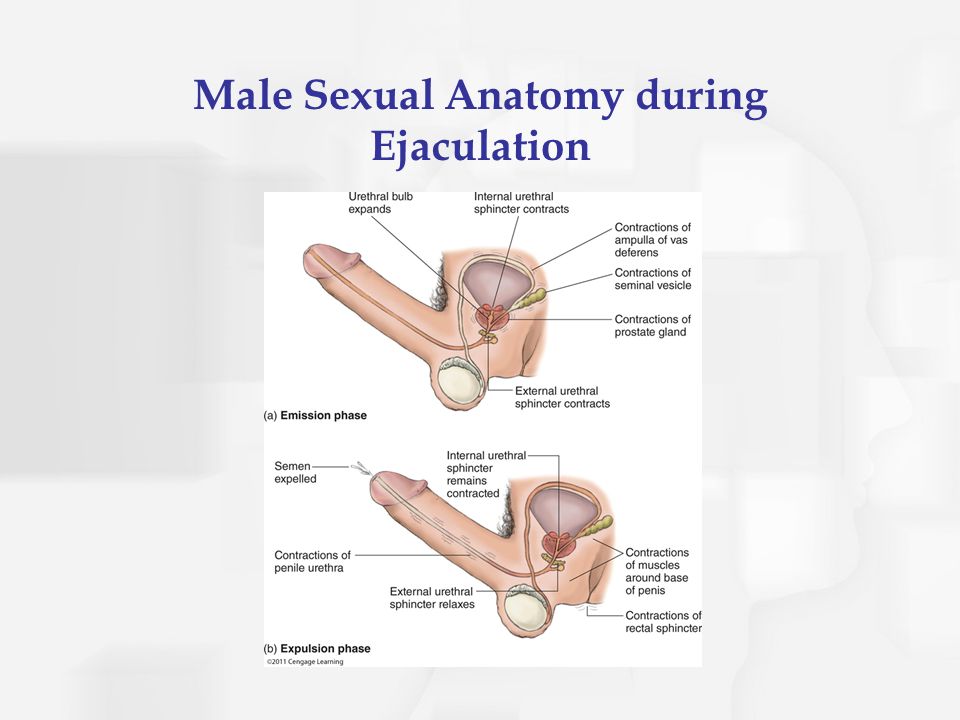Male Sexual Anatomy during Ejaculation.