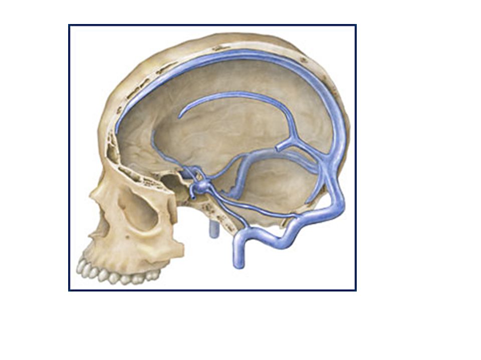 Meninges Dural Venous Sinuses Ppt Video Online Download Meninges Dural Venous Sinuses Ppt Video Online Download