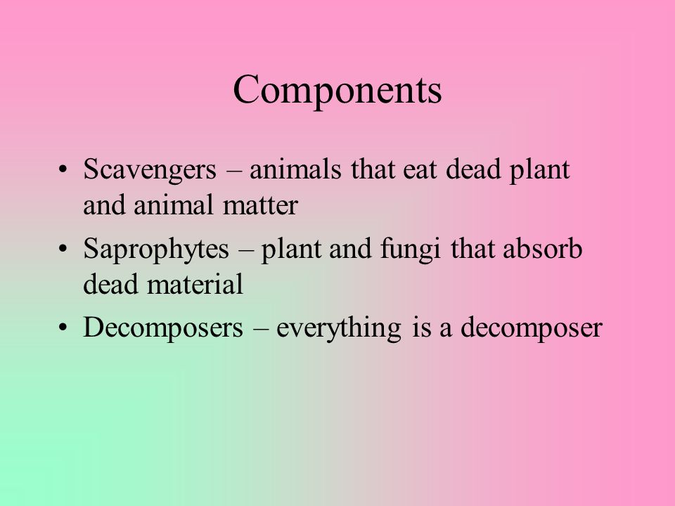 Components Producers – plants Herbivores – convert plant tissue into animal tissue Carnivores – eat other animals, levels Omnivores – eats both plants and animals