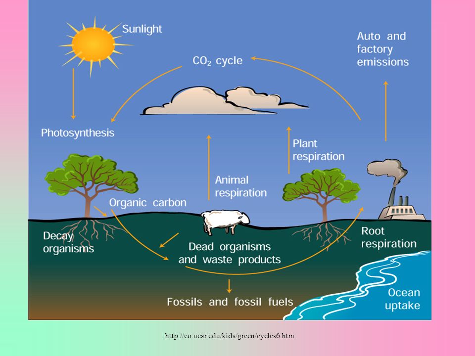 Carbon Cycle Fig 5.16