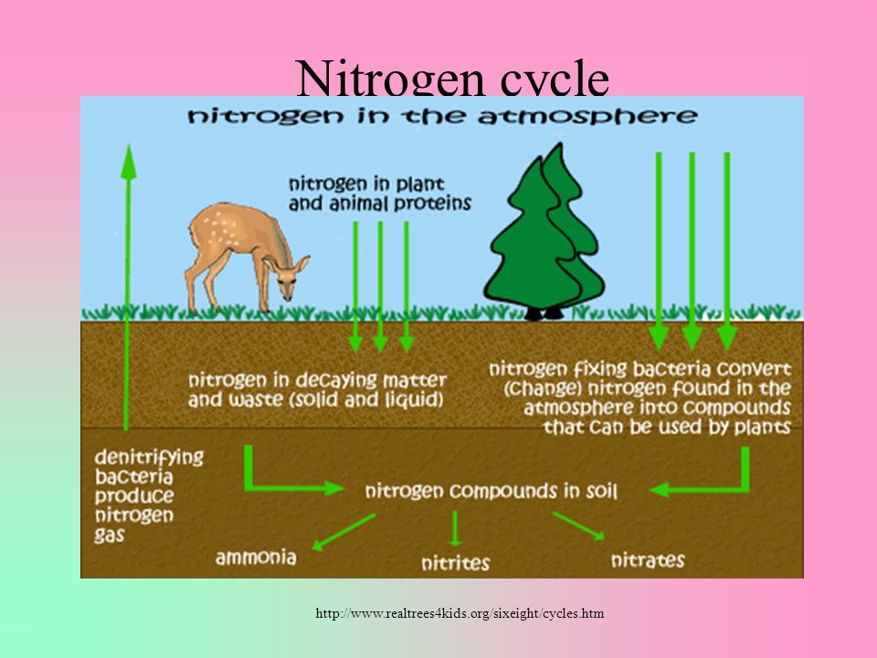 Nitrogen cycle Fig. 5.17