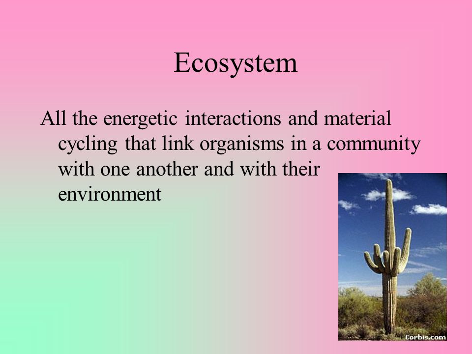 Objectives Discuss energy flow through different ecosystems Trace cycles of Carbon, Nitrogen, and water