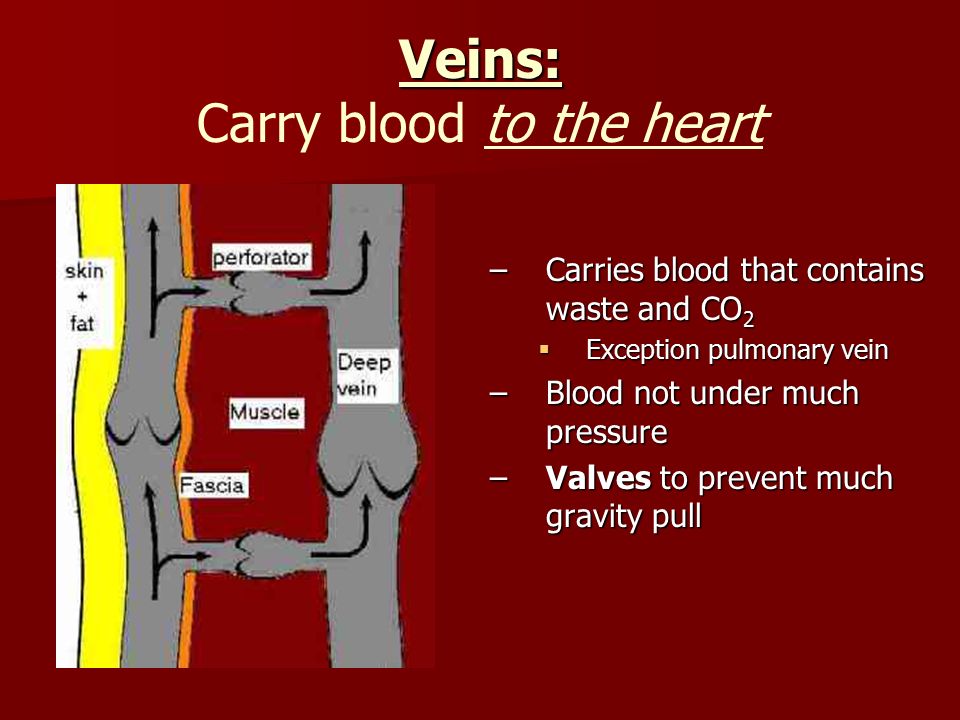 Veins: Veins: Carry blood to the heart –Carries blood that contains waste and CO 2  Exception pulmonary vein –Blood not under much pressure –Valves to prevent much gravity pull