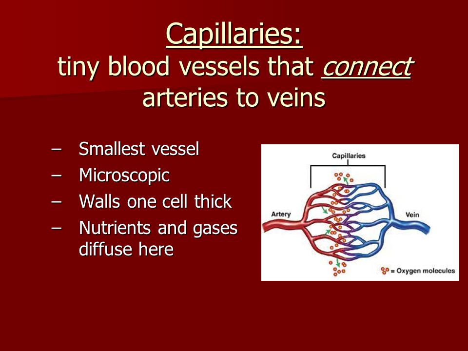 Capillaries: tiny blood vessels that connect arteries to veins –Smallest vessel –Microscopic –Walls one cell thick –Nutrients and gases diffuse here