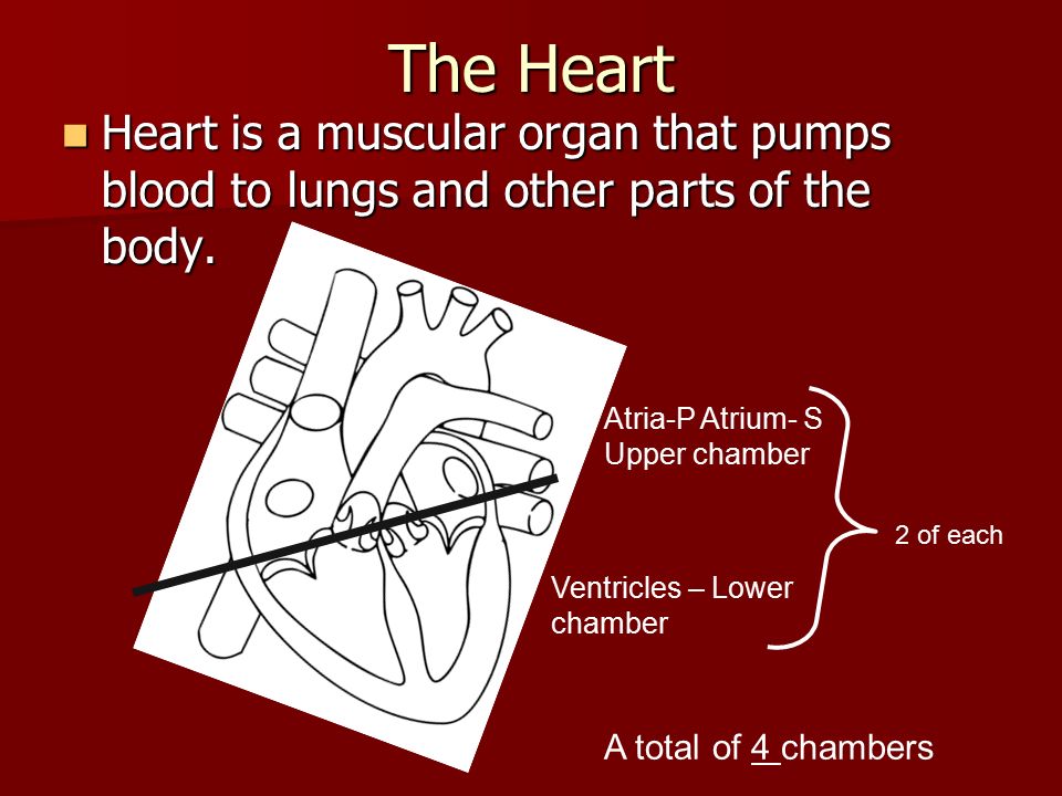 The Heart Heart is a muscular organ that pumps blood to lungs and other parts of the body.