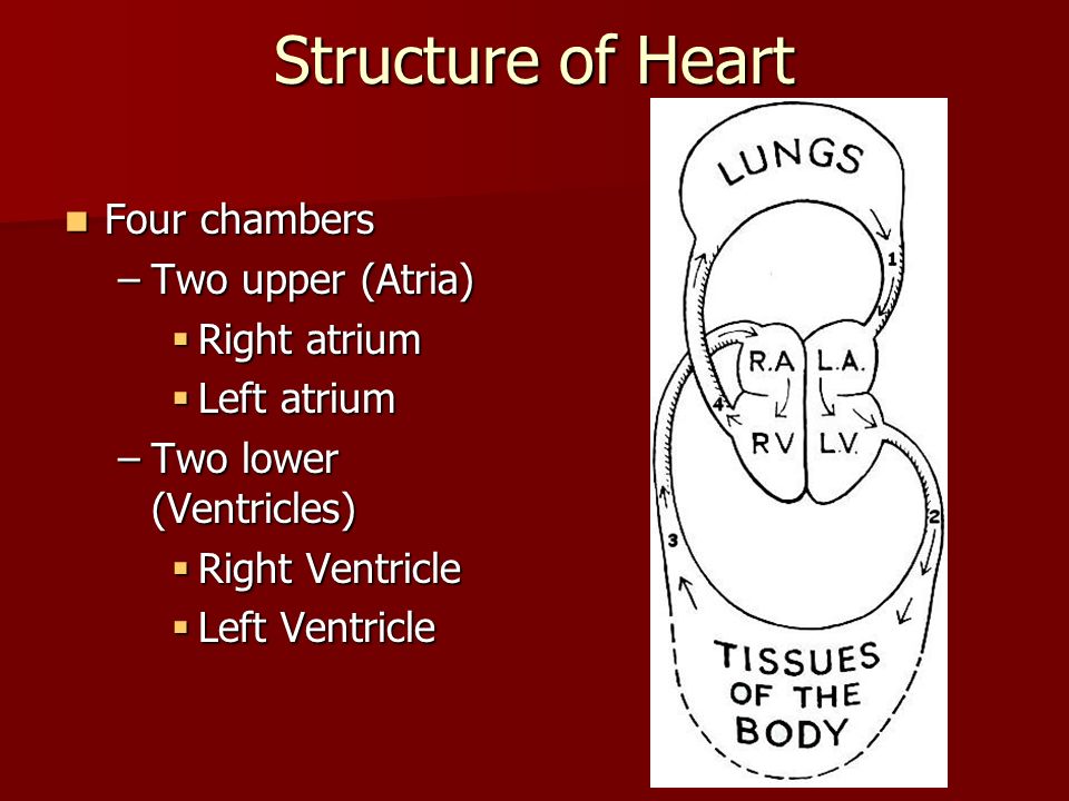 Structure of Heart Four chambers Four chambers –Two upper (Atria)  Right atrium  Left atrium –Two lower (Ventricles)  Right Ventricle  Left Ventricle