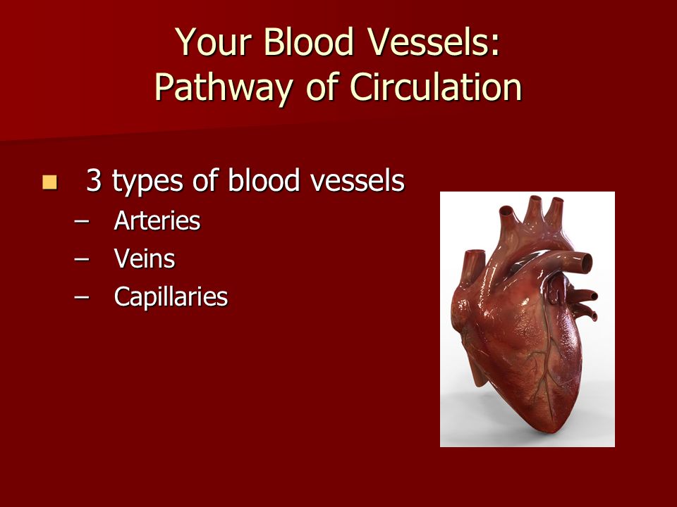 Your Blood Vessels: Pathway of Circulation 3 types of blood vessels 3 types of blood vessels –Arteries –Veins –Capillaries
