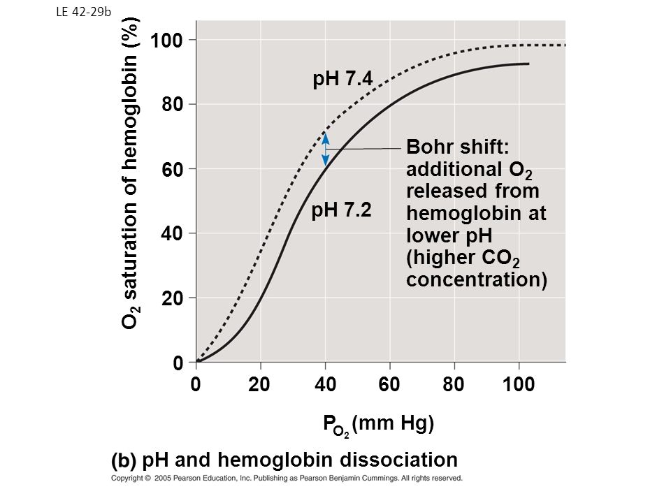LE 42-29b Bohr shift: additional O 2 released from hemoglobin at lower pH (higher CO 2 concentration) pH and hemoglobin dissociation P (mm Hg) O2O O 2 saturation of hemoglobin (%) pH 7.2 pH 7.4