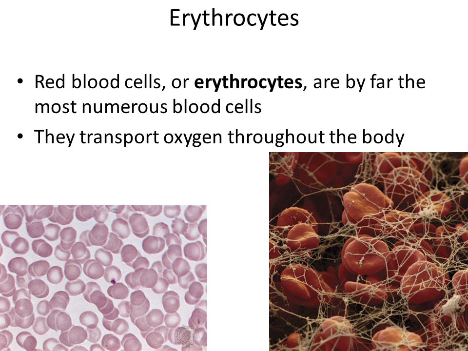 Erythrocytes Red blood cells, or erythrocytes, are by far the most numerous blood cells They transport oxygen throughout the body
