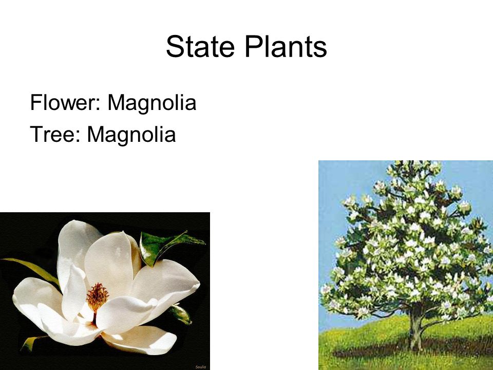 Mississippi By Trista Clark State Plants Flower Magnolia Tree Magnolia Ppt Download