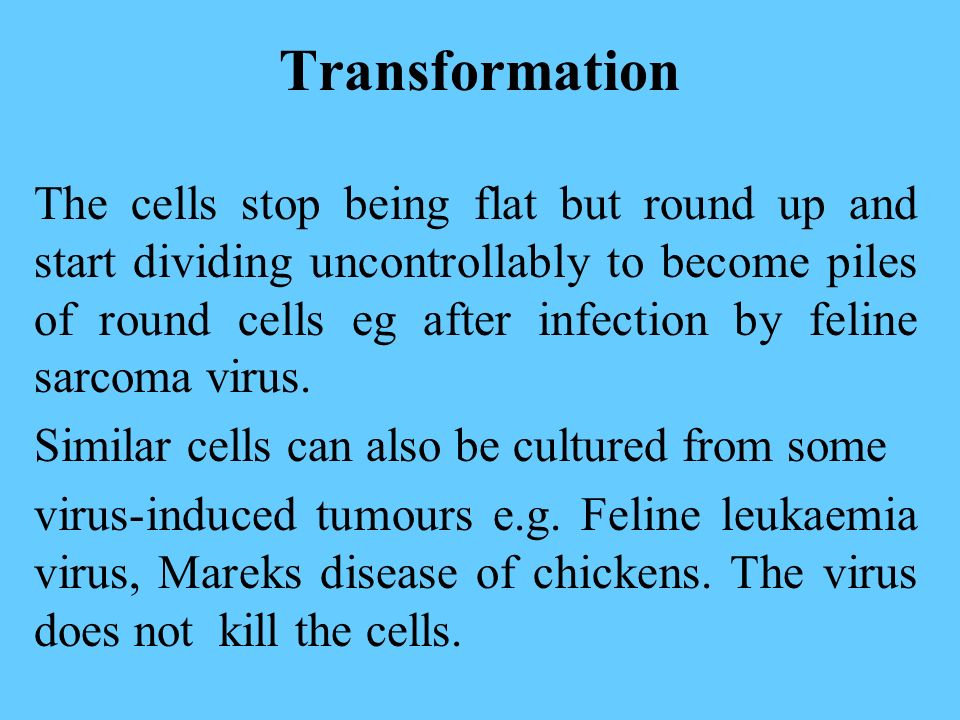 Transformation The cells stop being flat but round up and start dividing uncontrollably to become piles of round cells eg after infection by feline sarcoma virus.
