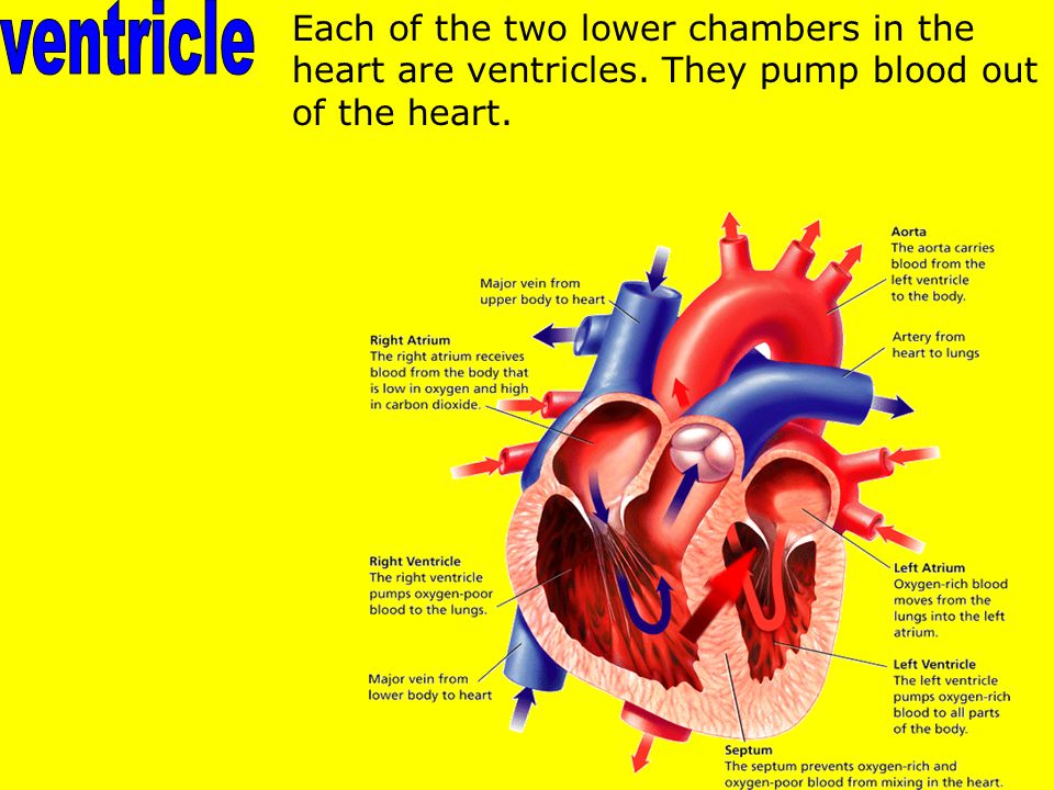 Each of the two lower chambers in the heart are ventricles. They pump blood out of the heart.