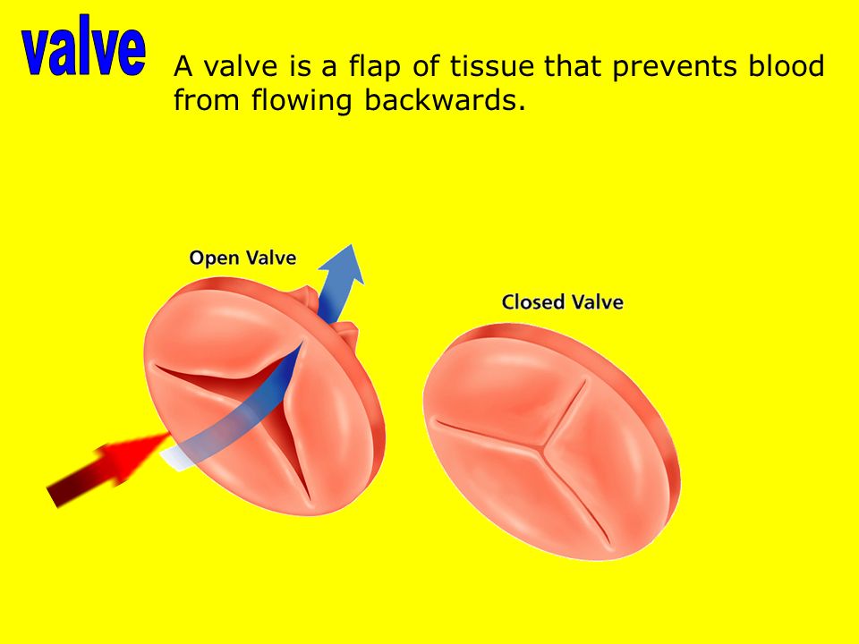 A valve is a flap of tissue that prevents blood from flowing backwards.