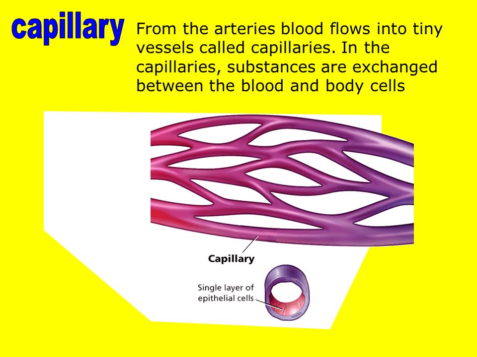 From the arteries blood flows into tiny vessels called capillaries.