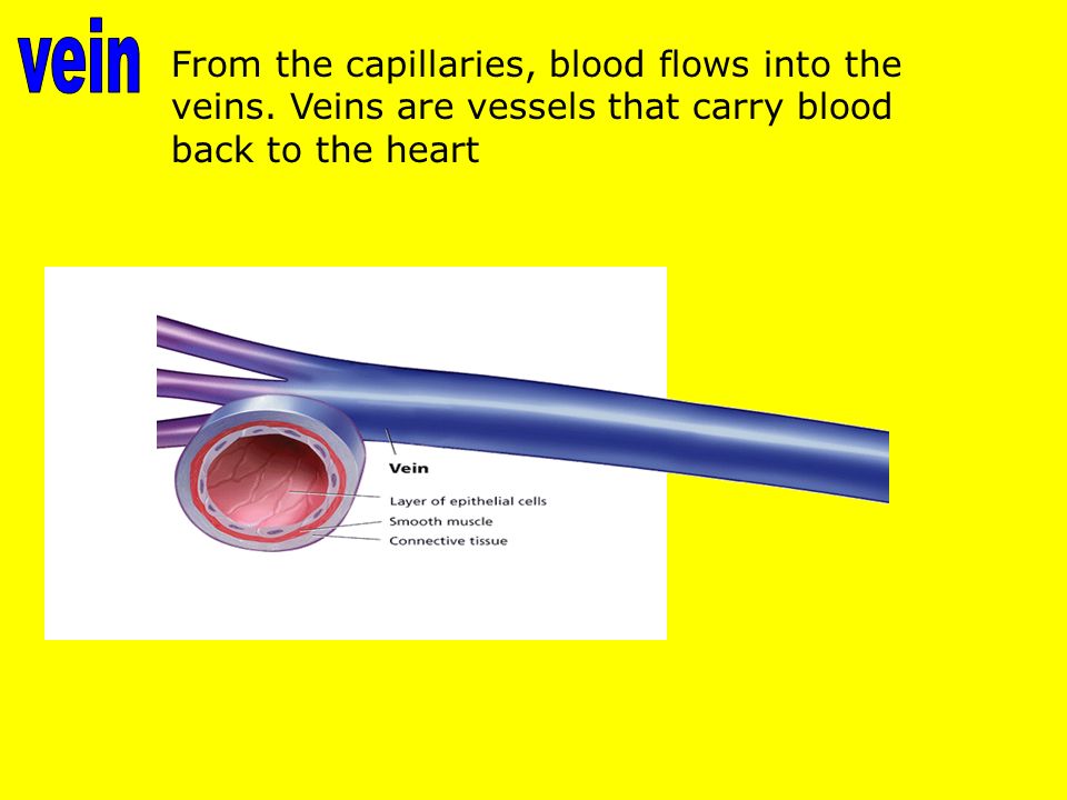 From the capillaries, blood flows into the veins.