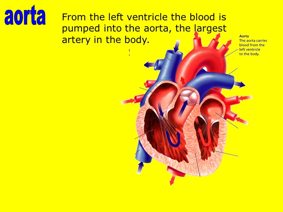 From the left ventricle the blood is pumped into the aorta, the largest artery in the body.