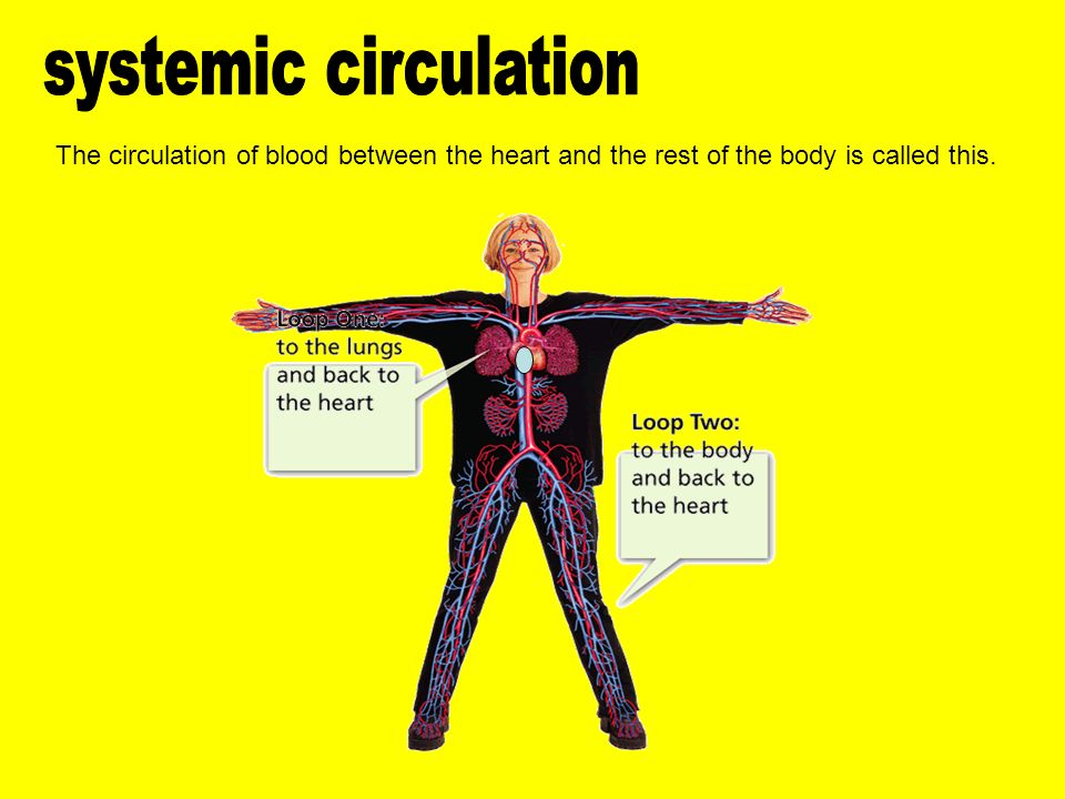 The circulation of blood between the heart and the rest of the body is called this.