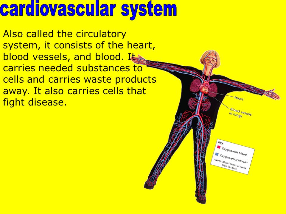 Also called the circulatory system, it consists of the heart, blood vessels, and blood.