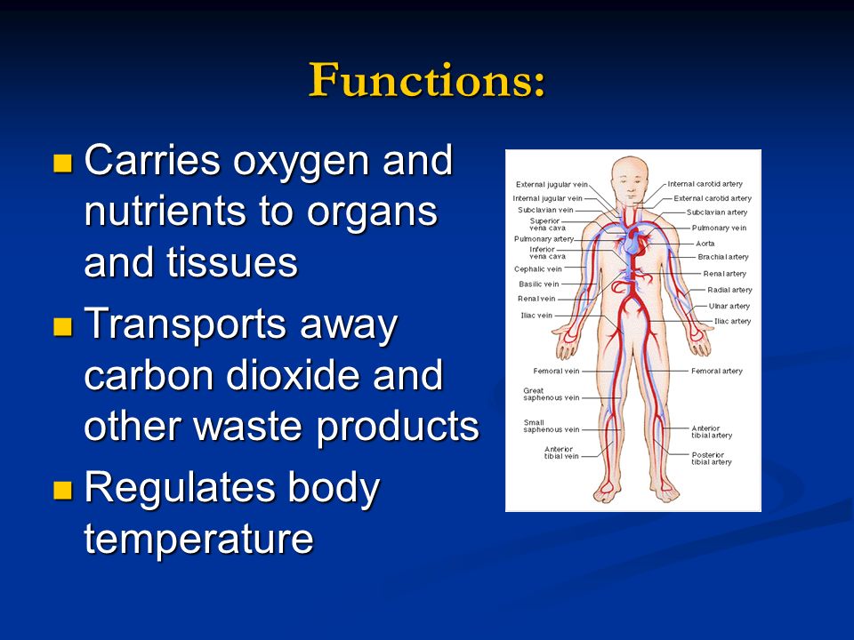Functions: Carries oxygen and nutrients to organs and tissues Carries oxygen and nutrients to organs and tissues Transports away carbon dioxide and other waste products Transports away carbon dioxide and other waste products Regulates body temperature Regulates body temperature
