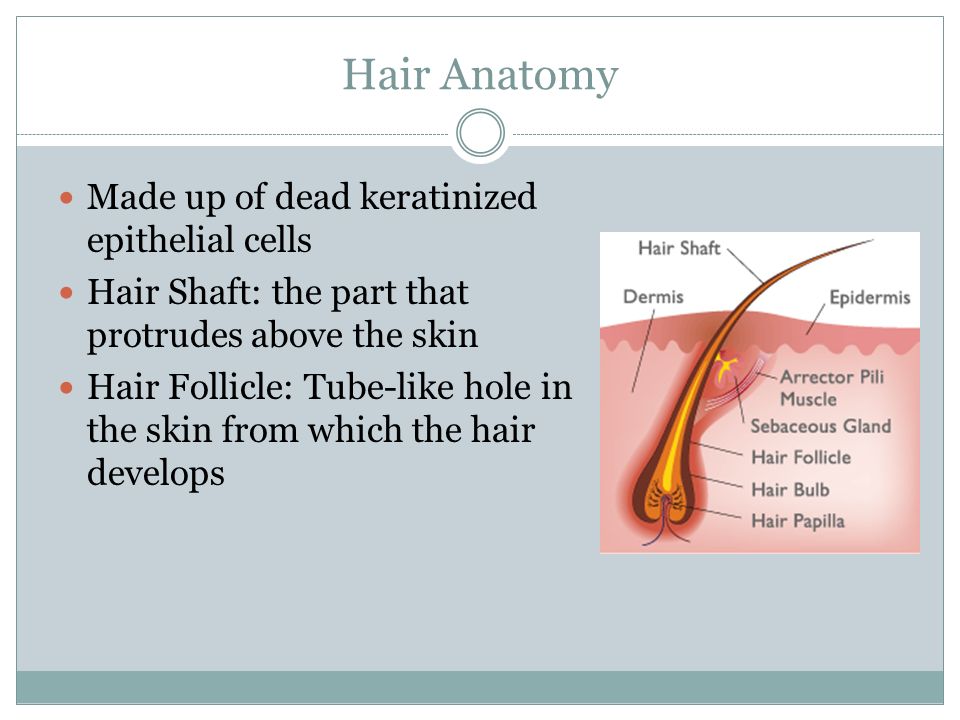 November 5, 2014 Objective:  To describe the structure and function of the  hair and nails  To make a model of the skin Journal: What are two  accessory. - ppt download