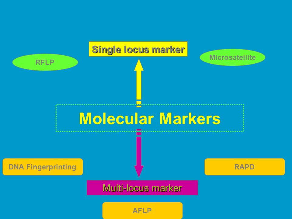 Molecular identification of living things. Molecular Markers Single locus  marker Multi-locus marker RFLP Microsatellite DNA Fingerprinting AFLP RAPD.  - ppt download