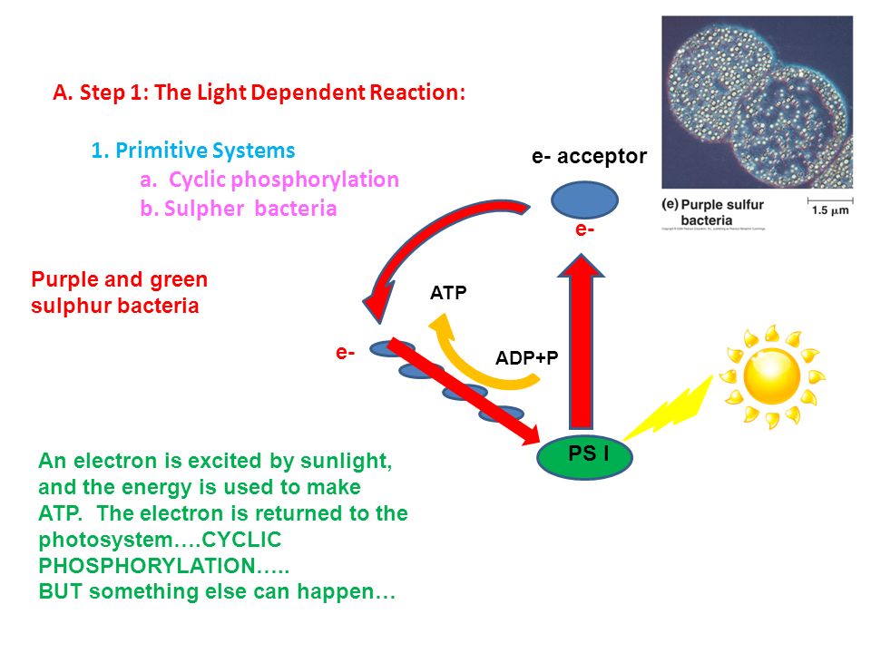 A. Step 1: The Light Dependent Reaction: 1. Primitive Systems a.
