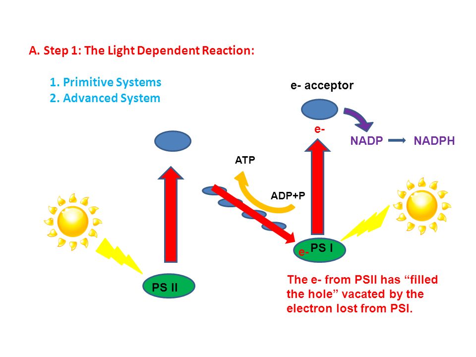 A. Step 1: The Light Dependent Reaction: 1. Primitive Systems 2.