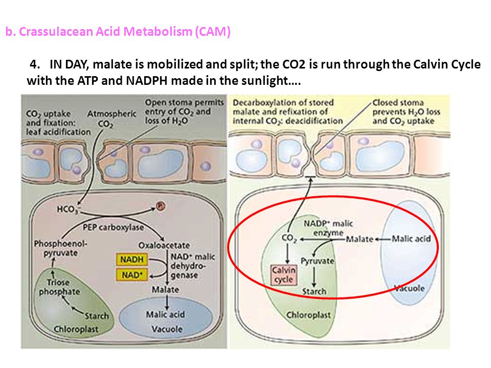 b. Crassulacean Acid Metabolism (CAM) 4.