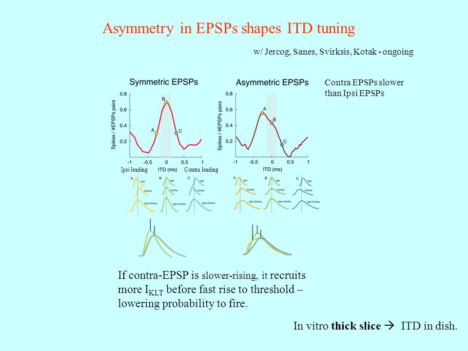 Asymmetry in EPSPs shapes ITD tuning In vitro thick slice  ITD in dish.