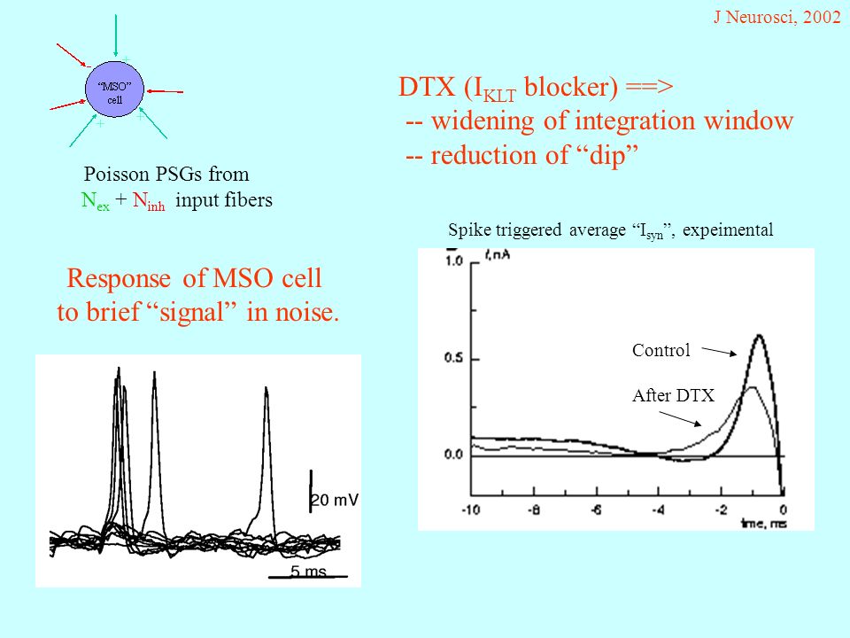 Poisson PSGs from N ex + N inh input fibers DTX (I KLT blocker) ==> -- widening of integration window -- reduction of dip J Neurosci, 2002 Control After DTX Response of MSO cell to brief signal in noise.