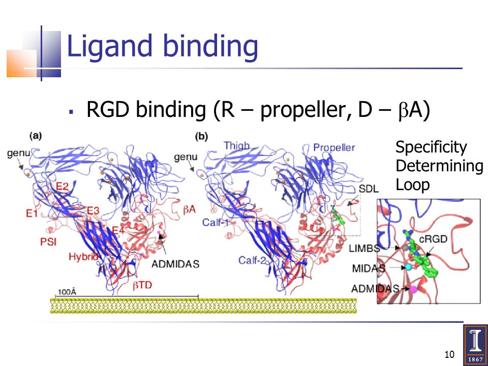 10 Ligand binding  RGD binding (R – propeller, D – β A) Specificity Determining Loop