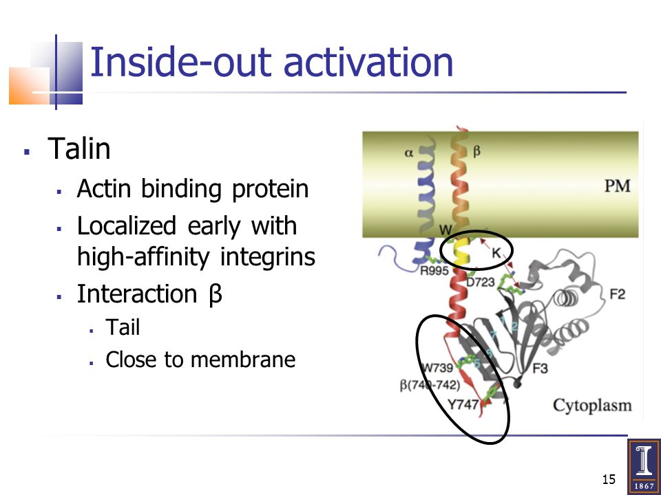 15 Inside-out activation  Talin  Actin binding protein  Localized early with high-affinity integrins  Interaction β  Tail  Close to membrane