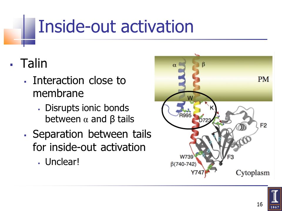16 Inside-out activation  Talin  Interaction close to membrane  Disrupts ionic bonds between α and β tails  Separation between tails for inside-out activation  Unclear!