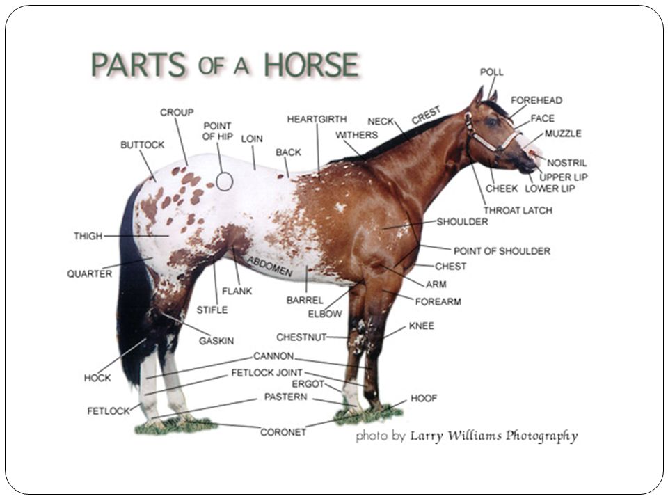 vet tech equine markings and colors classifications of