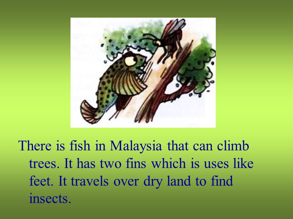 Animals that can Climb. Какие животные can Climb. Can this animal Climb Trees игра. Шаблон презентации amazing animals.