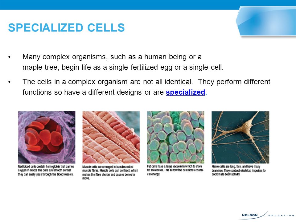 Cell Differentiation – Stem Cells how specialized cells get produced  controlled by the cell's DNA stem cells are animal cells that can  differentiate into. - ppt download