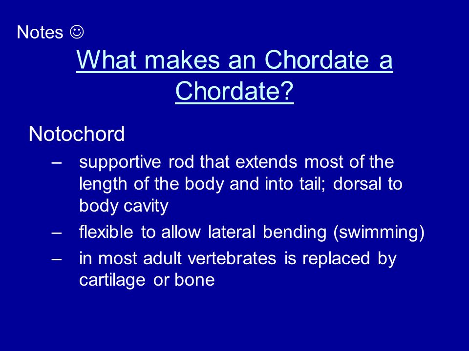 What makes an Chordate a Chordate.