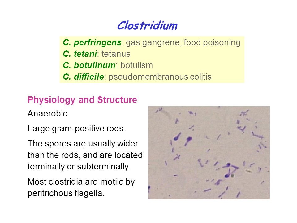 C. perfringens: gas gangrene; food poisoning C. tetani: tetanus C.