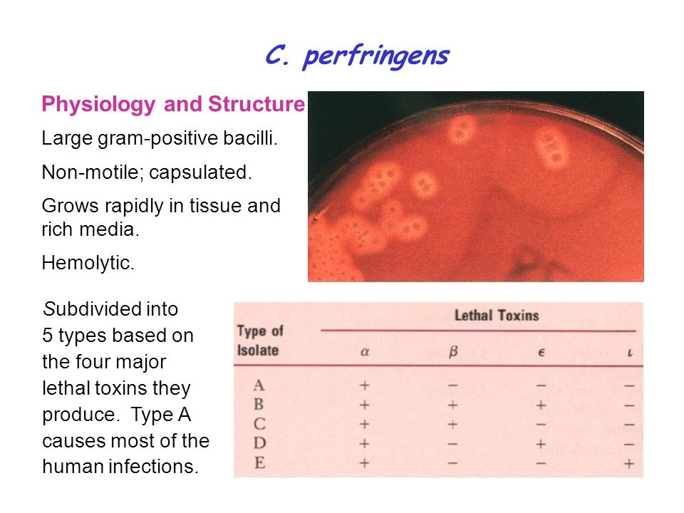 C. perfringens Physiology and Structure Large gram-positive bacilli.
