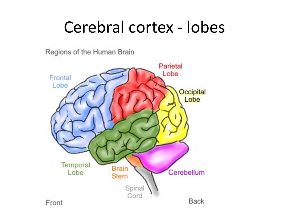 Lobes of the Brain