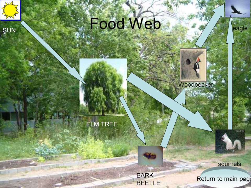 Food Chain Food Web Description Bibliography Cedar Elm Tree Genus