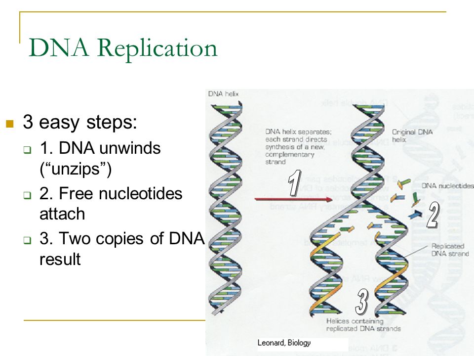3 DNA Replication 3 easy steps:  1. DNA unwinds ( unzips )  2.