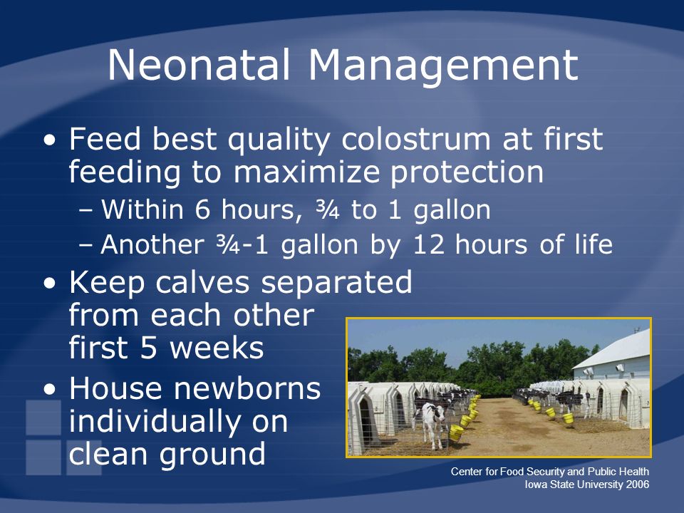 Center for Food Security and Public Health Iowa State University 2006 Neonatal Management Feed best quality colostrum at first feeding to maximize protection –Within 6 hours, ¾ to 1 gallon –Another ¾-1 gallon by 12 hours of life Keep calves separated from each other first 5 weeks House newborns individually on clean ground