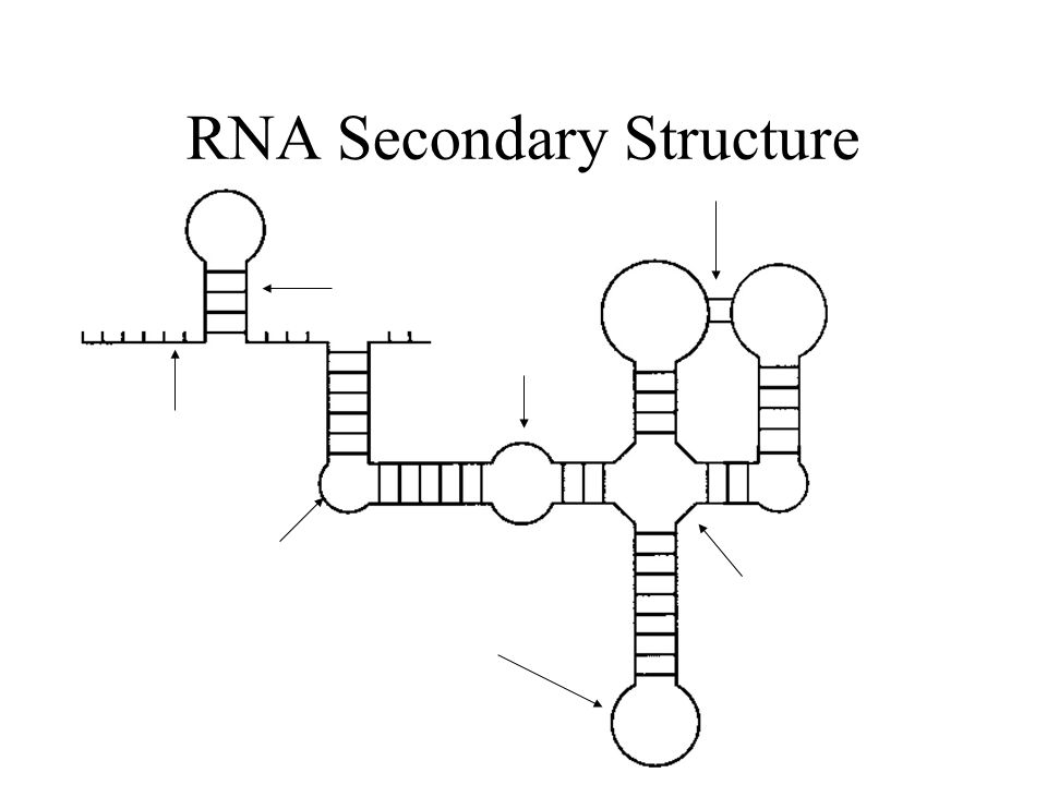 RNA Secondary Structure Hairpin loop Junction (Multiloop) Bulge Loop Single-Stranded Interior Loop Stem Image– Wuchty Pseudoknot